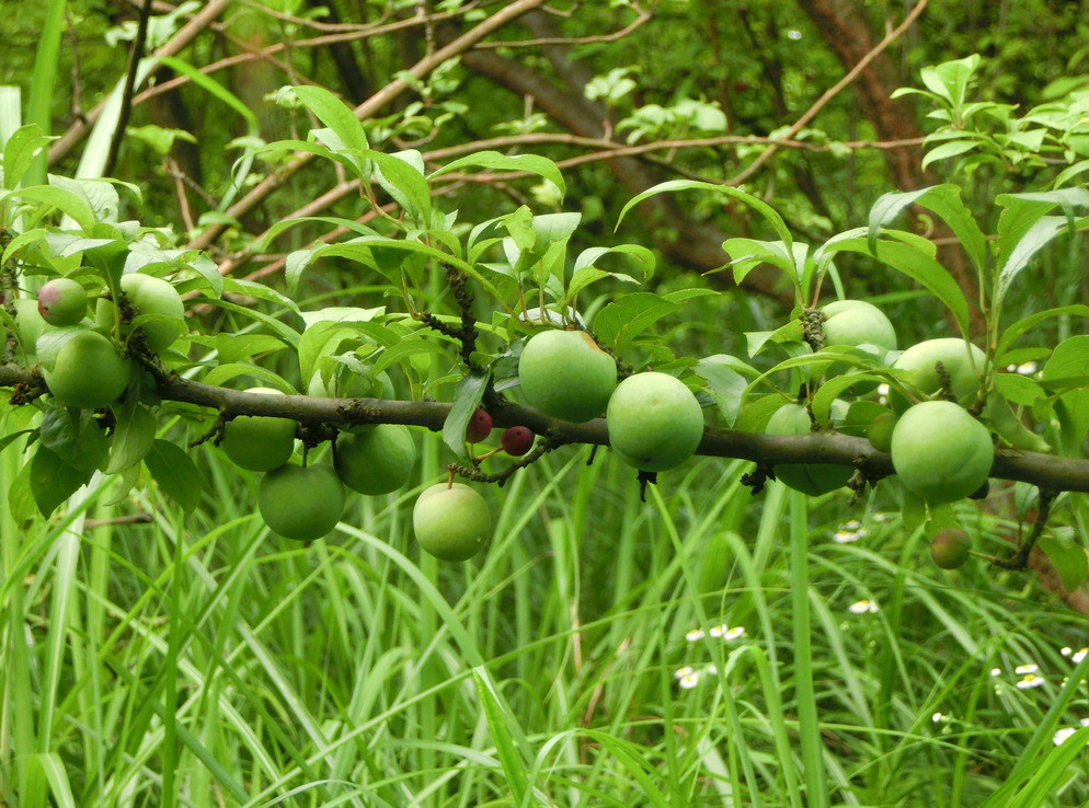 jdb电子网址大全