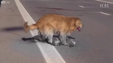 jdb电子网址大全