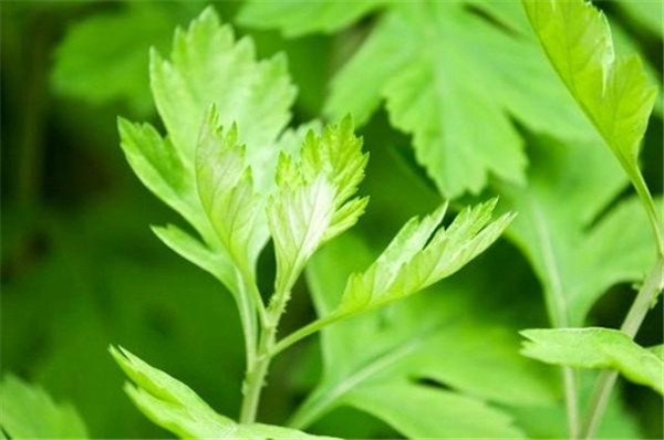 四川:宜宾临港生态景观规划获批_jdb电子网站(图1) JDB平台官网入口